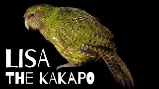 The story of Lisa the kakapo [upl. by Dave]