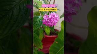 ixora ixoraplant purpleixora gardening flowers plants shortvideo shortfeed short [upl. by Nospmis]