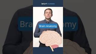 🧠 Discover Key Brain Areas BrainFunctions NeuroscienceEducation NCLEX [upl. by Omixam]