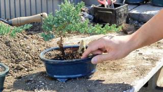 Bonsai Basics  Watering your Bonsai Tree [upl. by Relyk]