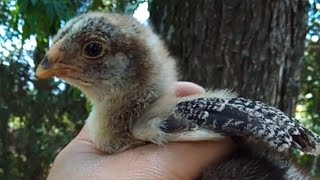 Meu pintinho Brahma Dark e finalizei minha caixa para secar esterco das galinhas [upl. by Chlo]