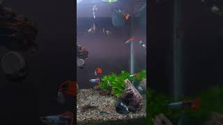 Guppy Fish Aquarium Planted Tank shorts [upl. by Jaquelyn971]