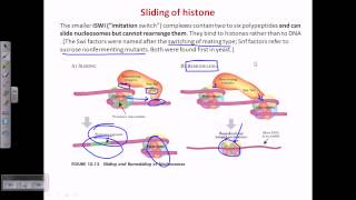 ATP dependent chromatin remodelling [upl. by Arica]