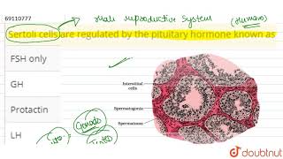 Sertoli cells are regulated by the pituitary hormone known as [upl. by Guillemette]