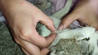 Tick and Flea Farewell Satisfying Removal on Cats Coat [upl. by Almallah]