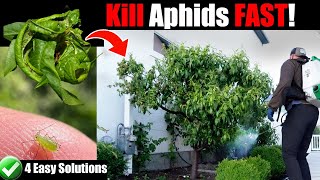 Kill Aphids for Good  4 Easy Options [upl. by Bernardo696]