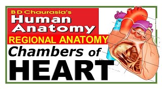 Chp18  Heart Chambers  Atria amp Ventricles  BDC Vol 1  Thorax  Dr Asif Lectures [upl. by Anehsuc]