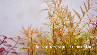 An aquascape in making [upl. by Barabbas]