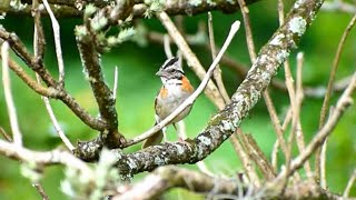 Tico tico cantando limpo na natureza gravado ao vivo com filtro para ensinamento de filhotes [upl. by Janella954]