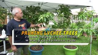 How to prune and dwarf container grown lychee fruit trees [upl. by Kaleena]