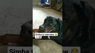 First interview simba ka 🐕🤠shorts ytshort dog doglover [upl. by Padraig898]