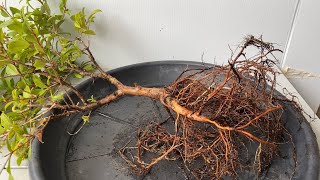 How to Start a Lilly Pilly Bonsai from Nursery Stock Syzygium Australe [upl. by Rasla487]