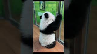 Trop mignonne 🥹 cute tropmignon animals cutepanda funny [upl. by Sapers]