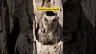 Screech owl call [upl. by Aidroc]