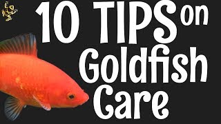 Goldfish Care 10 Things You Should Know [upl. by Adlin508]