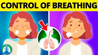 Medullary Respiratory Center Control of Breathing DRGs vs VRGs [upl. by Cecilio495]