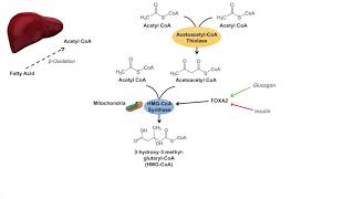 Ketone Body Synthesis  Ketogenesis  Formation Pathway and Regulation [upl. by Wandy]