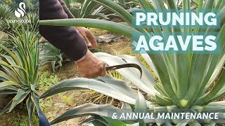 Pruning Agaves amp Annual Maintenance [upl. by Tnek]