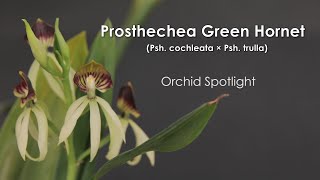 Prosthechea Green Hornet Psh cochleata x trulla  Orchid Spotlight [upl. by Ashby]