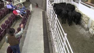 Stockmanship with Curt Pate  Part 3 [upl. by Darnell]