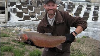 Monster Lahontan cutthroat begin historic Truckee migration [upl. by Ahsinauq]