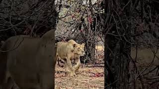 Mãe Leoa protegendo seu filhote de guepardo e leopardo [upl. by Alain]