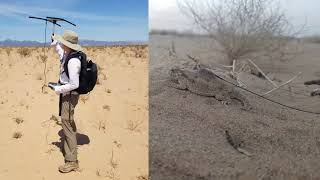 Life and Death of the Flattailed Horned Lizard [upl. by Borchert]