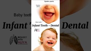 Infant Teeth  Dental medical animation 3d short [upl. by Jordan]