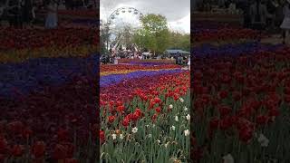 Tulip festival Canberra [upl. by Oicafinob]