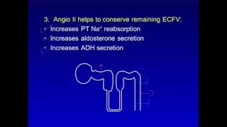 Angiotensin II Yin and Yang [upl. by Dnob]