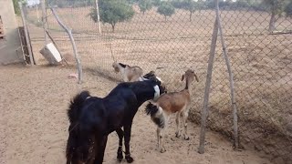 Baby Goat Video In Bakri Palan  Amazing Goat Sound Video [upl. by Bixler]