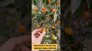 El Árbol Frutal Que Más RAPIDO Da FRUTOS Quinoto  KUMQUAT [upl. by Sharai]