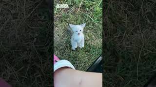 Hermosa gatita abandonada 😭🐈gato abandonado rescatado [upl. by Alhahs158]