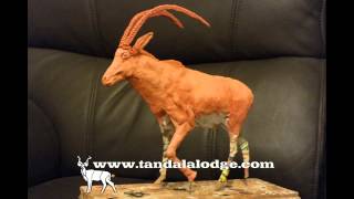 How to make an antelope sculpture [upl. by Elohcan]