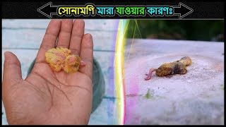 এক দিন বয়সী কবুতরের বাচ্চা মারা যাওয়ার কারণ ও প্রতিকার 🔥 Jactok পাখি ভাইয়া [upl. by Anuahc830]