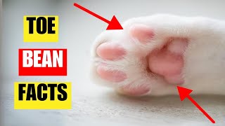 10 surprising facts on your cats toe beans you need to know [upl. by Abdulla]