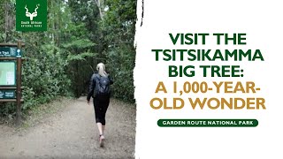 The Tsitsikamma Big Tree  Garden Route National Park [upl. by Annawek513]