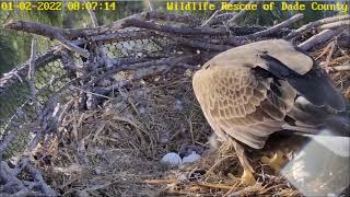 WRDC Eagle Nest Cam 02012022 0755 [upl. by Alrats]