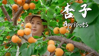 Apricots the unique sweet and sour taste of summer 【滇西小哥】 [upl. by Adoh]