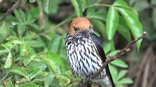 Lesser Striped Swallow [upl. by Ehsom464]