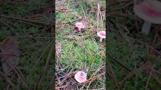 Paddestoelen🥰 wandeltocht veluwe burnout mushrooms paddestoelen believeinyourself pray [upl. by Narmak]