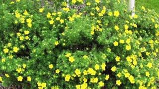 Potentilla  Watters Garden Center [upl. by Nylkcaj658]