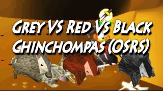 Black VS Red VS Grey Chinchompas Oldschool Runescape [upl. by Aikemaj]