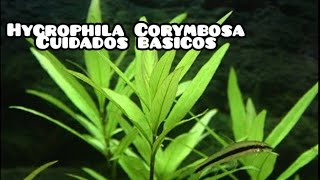 Hygrophila corymbosa Ficha técnica [upl. by Sandon]