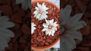 Sempervivum SAXON [upl. by Martyn]