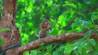 LEO LIFESTYSE CUTE BABY MONKEYthemonkeyjungle monkey [upl. by Adnolohs]