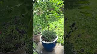 Wisteria Tree In A Container [upl. by Bennie]