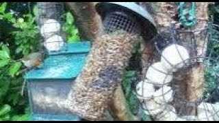 Robin Bird On Autumn Thursday Visit To My Cottage Garden Scone Perth Perthshire Scotland [upl. by Rosy]