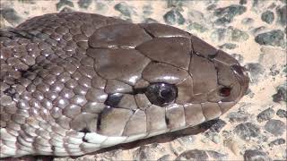 Culebra de escalera Rhinechis scalaris Ladder Snake [upl. by Colombi]