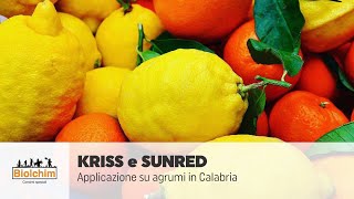 Applicazione di KRISS e SUNRED su agrumi in Calabria [upl. by Ellemac569]